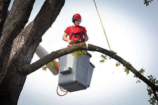 Professional  Tree Services in Catlettsburg, KY